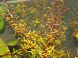 Akváriumi növények - Rotala rotundifolia